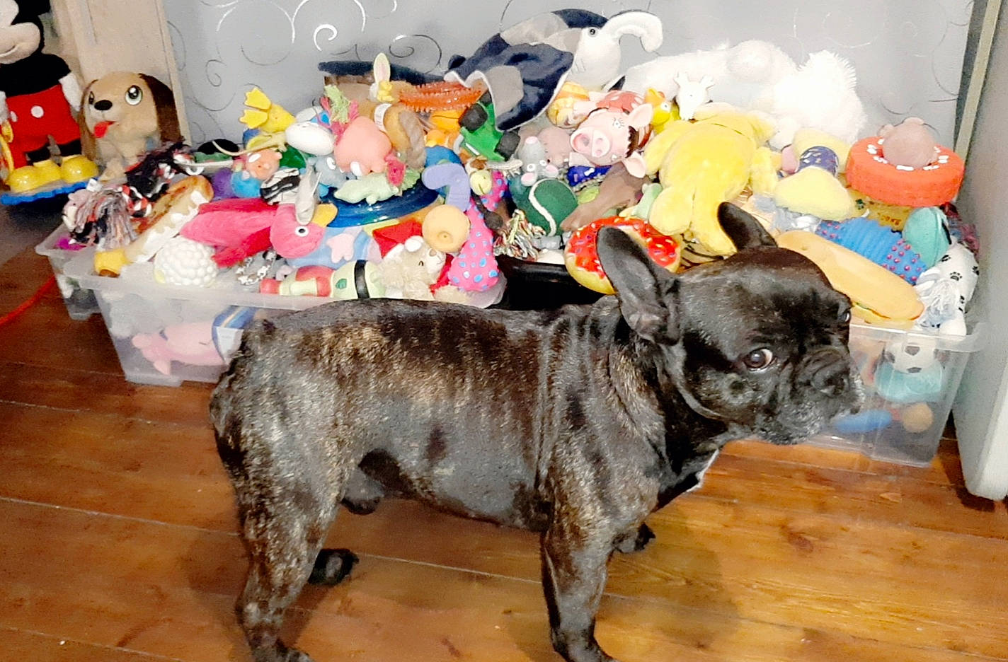 Djecko participe au concours pour gagner de l'argent avec cette photo : bulldog, canidae, carnivore, companion_dog, dog, dog_breed, fawn, french_bulldog, mammal, non_sporting_group, olde_english_bulldogge, pug, snout, toy_bulldog, vertebrate