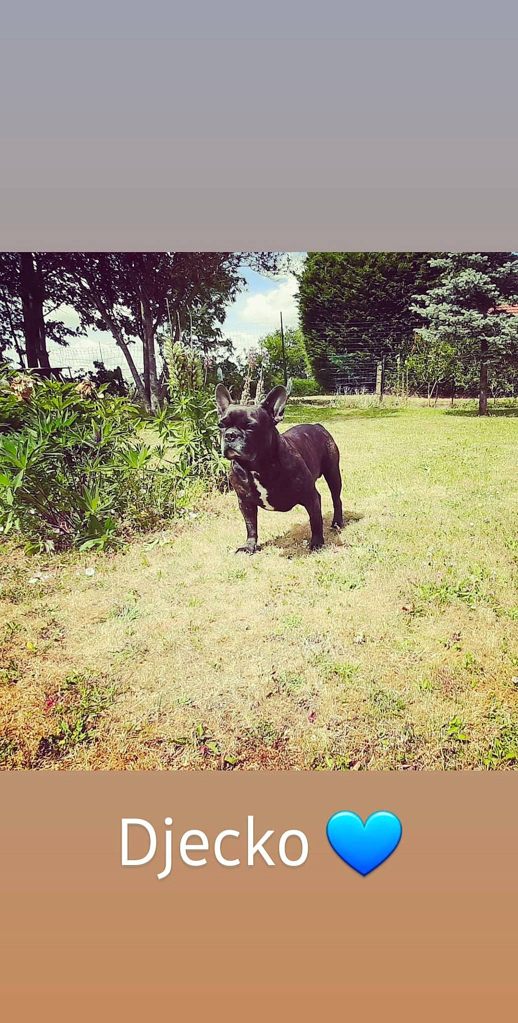 Djecko a rejoint le concours — aidez-le/la à gagner de superbes lots ! adaptation, canidae, dog_breed, grass, horse, livestock, mare, organism, pasture, photo_caption, photography, plant, pony, sky, stallion, tail, tree, wildlife, working_animal