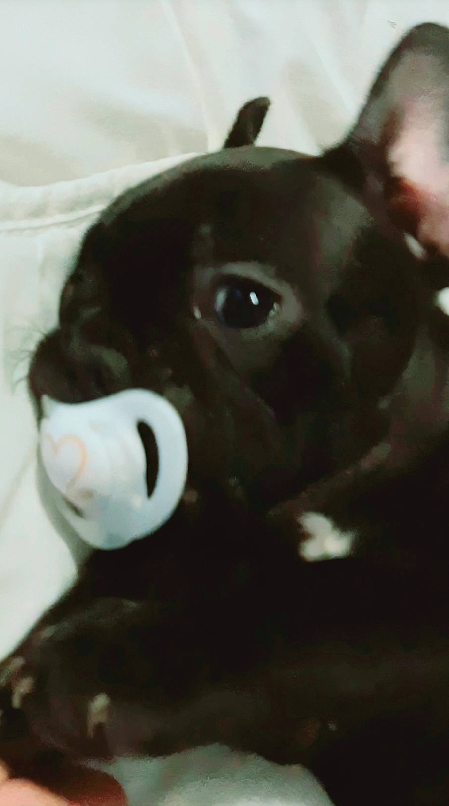 Riya a rejoint le concours — aidez-le/la à gagner de superbes lots ! boston_terrier, canidae, carnivore, companion_dog, dog, dog_breed, ear, french_bulldog, non_sporting_group, nose, snout