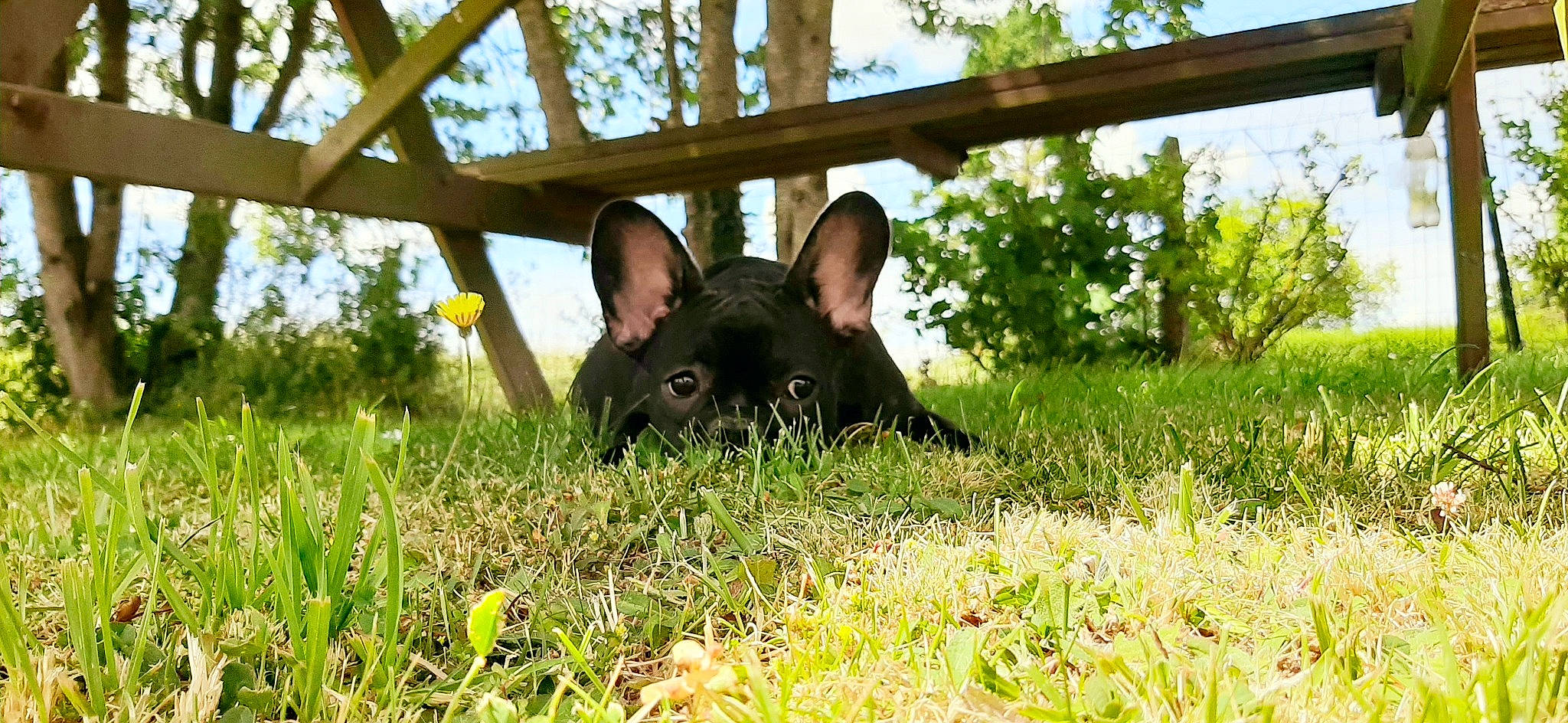 Riya a rejoint le concours — aidez-le/la à gagner de superbes lots ! canidae, ear, fawn, french_bulldog, grass, lawn, mammal, plant, snout, wildlife