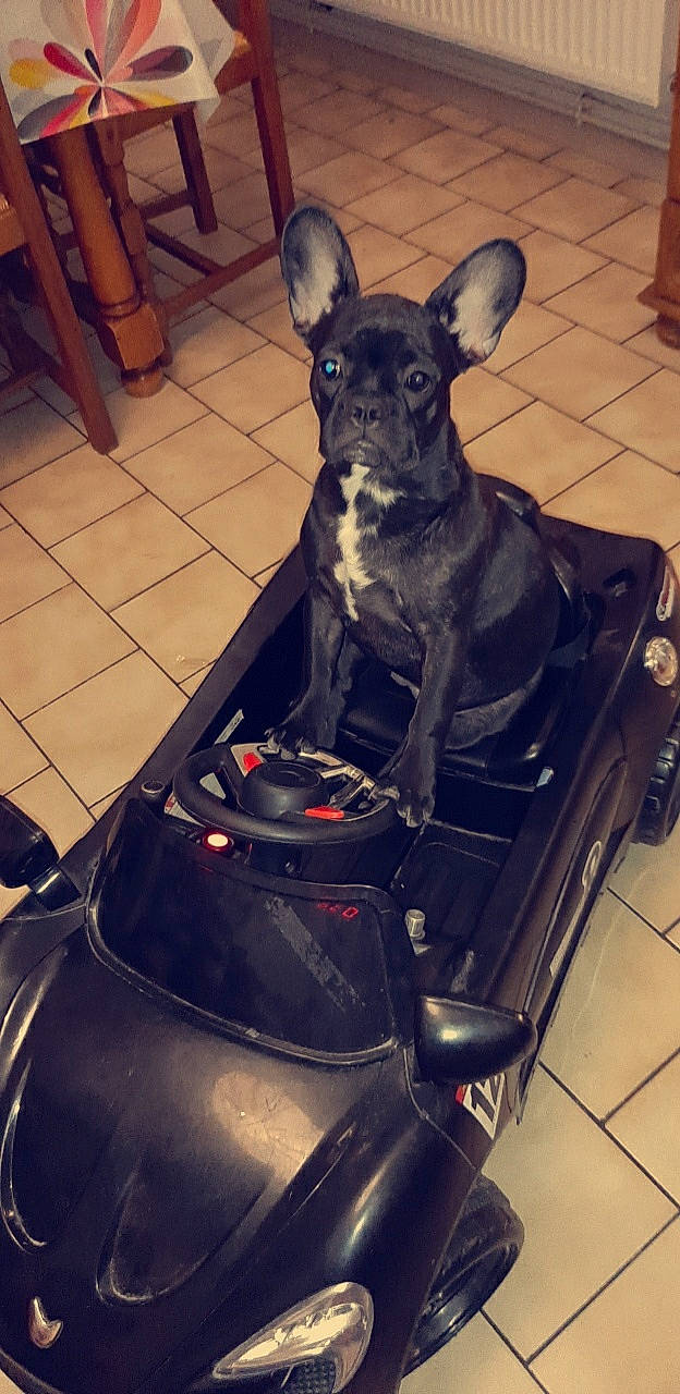 Riya a rejoint le concours — aidez-le/la à gagner de superbes lots ! canidae, carnivore, companion_dog, dog, dog_breed, non_sporting_group, snout