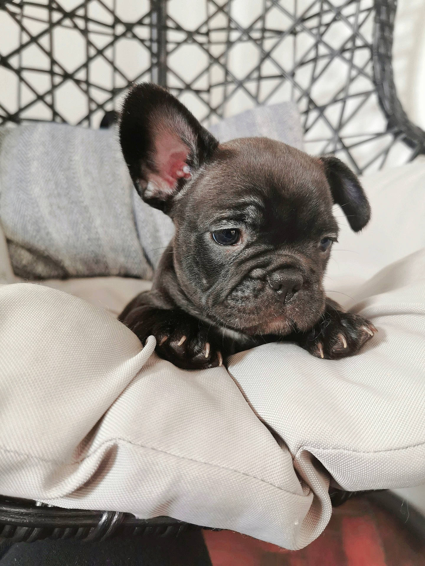 Riya a rejoint le concours — aidez-le/la à gagner de superbes lots ! bulldog, canidae, carnivore, companion_dog, dog, dog_breed, ear, fawn, french_bulldog, mammal, molosser, non_sporting_group, puppy, rare_breed_dog, snout, toy_bulldog, vertebrate