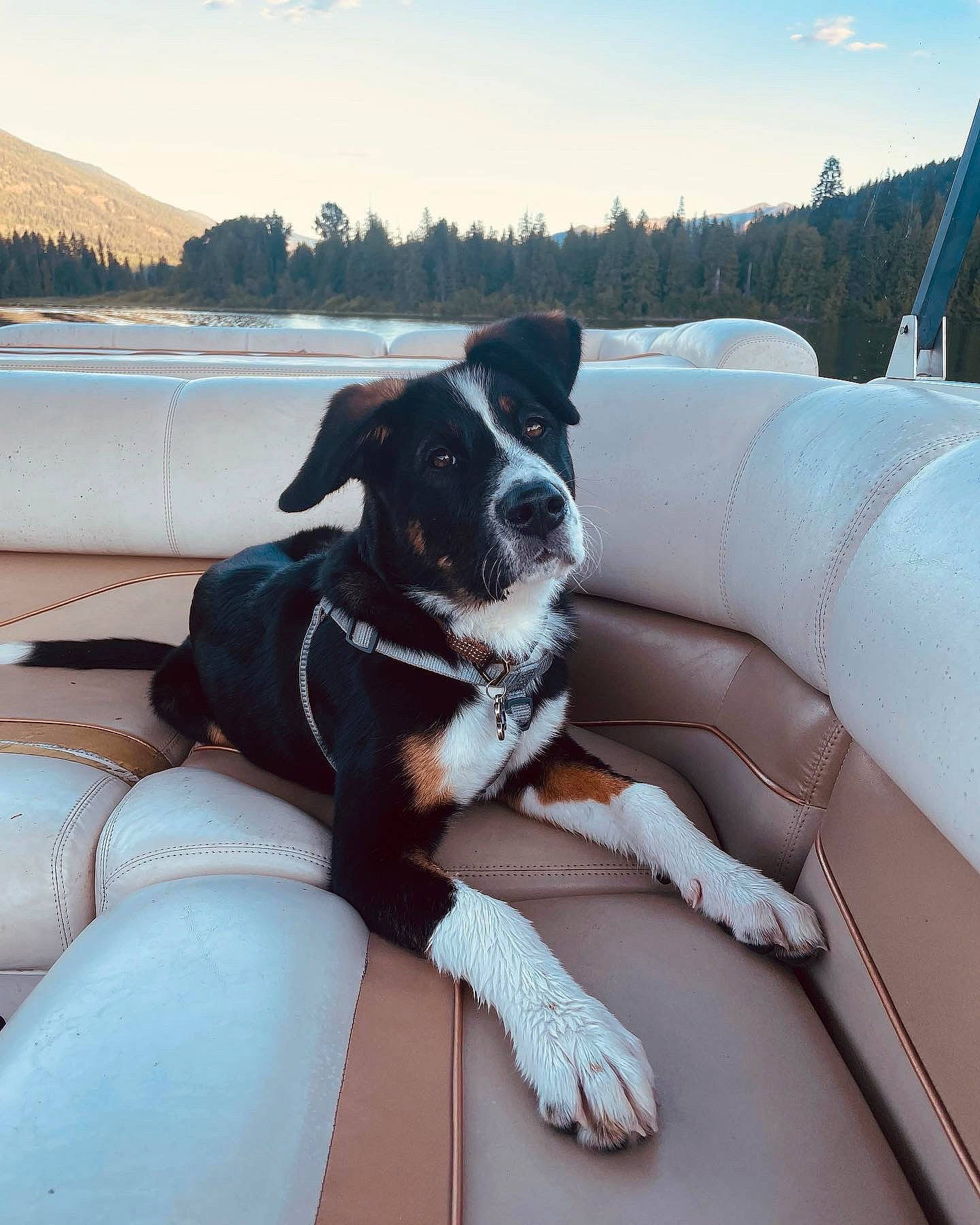 Bentley is registered to the contest to win money with this photo: auto_part, automotive_exterior, boat, carnivore, cloud, comfort, companion_dog, dog, dog_breed, dog_collar, lake, leisure, recreation, sky, snout, sporting_group, tree, vehicle, water, working_animal