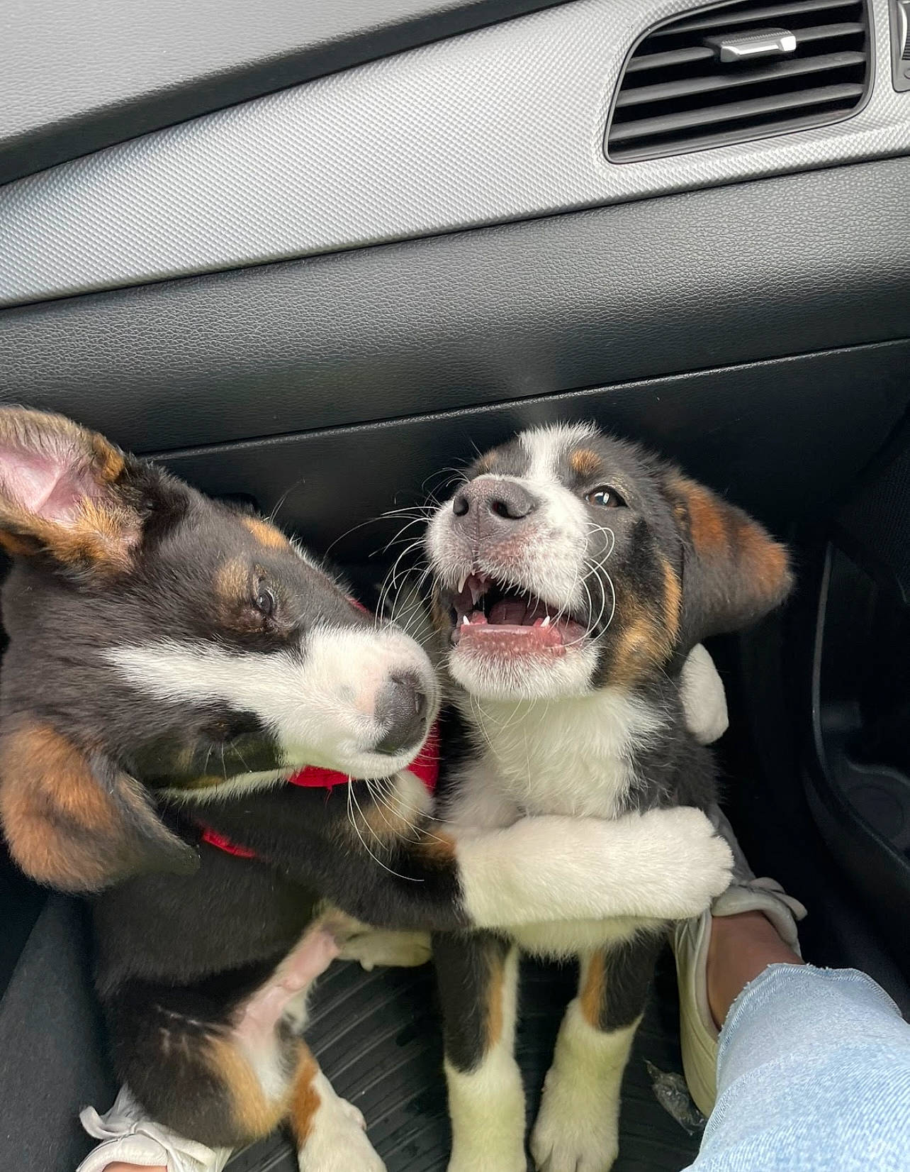 Bentley is registered to the contest to win money with this photo: auto_part, automotive_design, automotive_exterior, automotive_lighting, automotive_tire, bumper, car, carnivore, collar, companion_dog, dog, dog_breed, dog_collar, fender, grille, hood, snout, vehicle, vehicle_door, whiskers