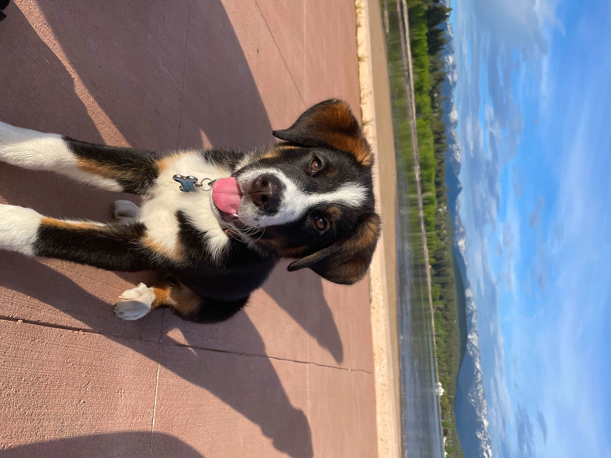 Bentley joined the competition — help win amazing prizes! canidae, carnivore, cloud, collar, companion_dog, dog, dog_breed, dog_collar, herding_dog, leash, paw, road_surface, sky, snout, sporting_group, tail, tree, water, working_animal, working_dog