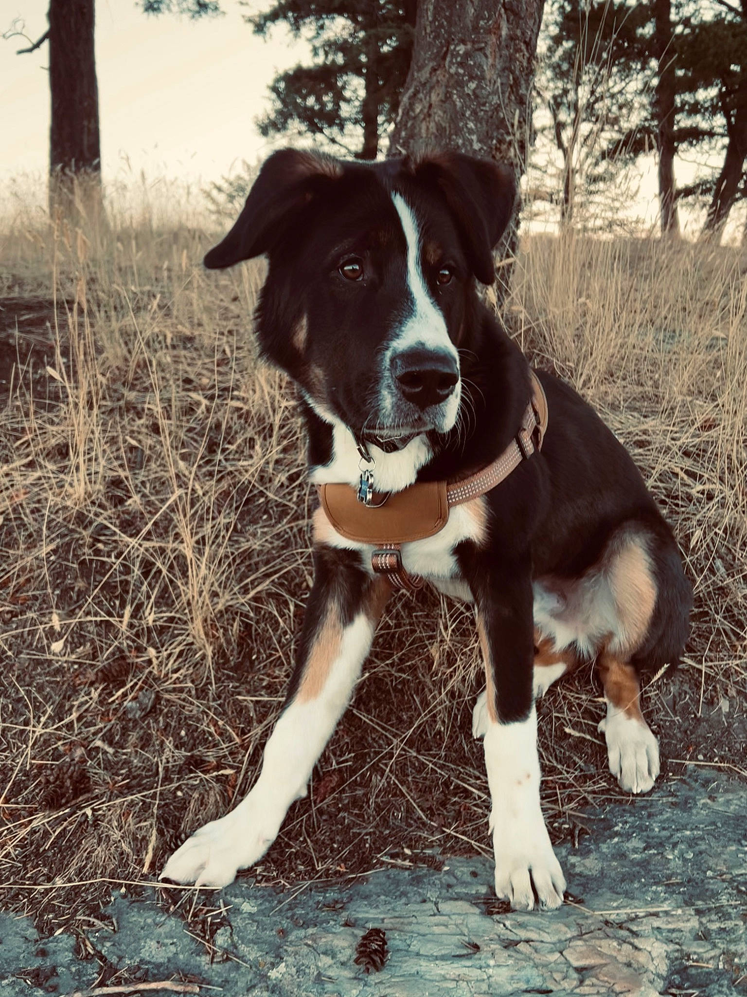 Bentley joined the competition — help win amazing prizes! canidae, carnivore, companion_dog, dog, dog_breed, dog_collar, fawn, fur, grass, herding_dog, hunting_dog, plant, snout, sporting_group, tail, tree, whiskers, working_animal, working_dog