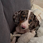 Alfi a rejoint le concours — aidez-le/la à gagner de superbes lots ! puppy, dog, blanket, rope_toy, couch, cute, pet, fur, small, indoor, resting, cozy, snuggle, animal, domestic_animal, young, ears, nose, sleepy, companion