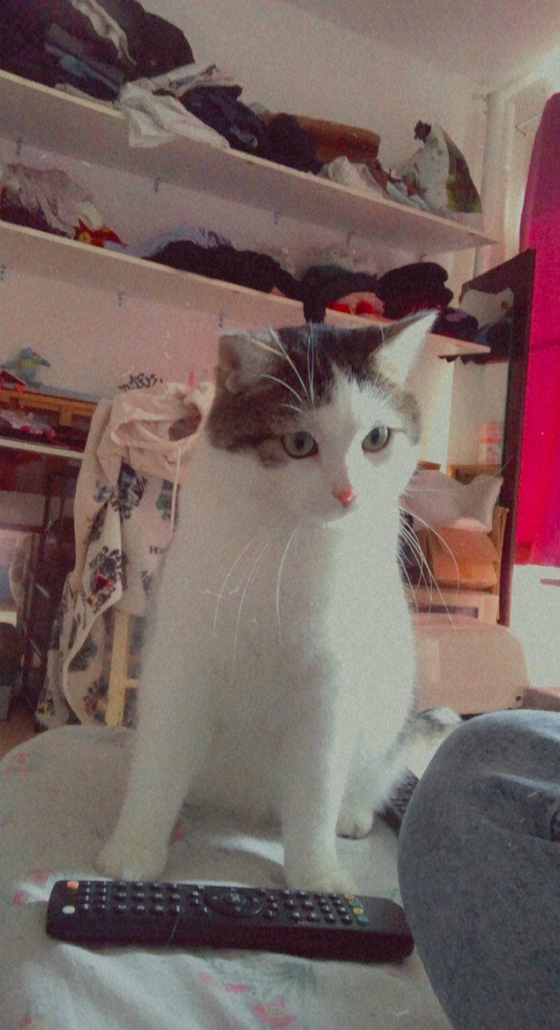 Timon a rejoint le concours — aidez-le/la à gagner de superbes lots ! carnivore, cat, domestic_short_haired_cat, fawn, felidae, flooring, fur, paw, small_to_medium_sized_cats, snout, tail, whiskers