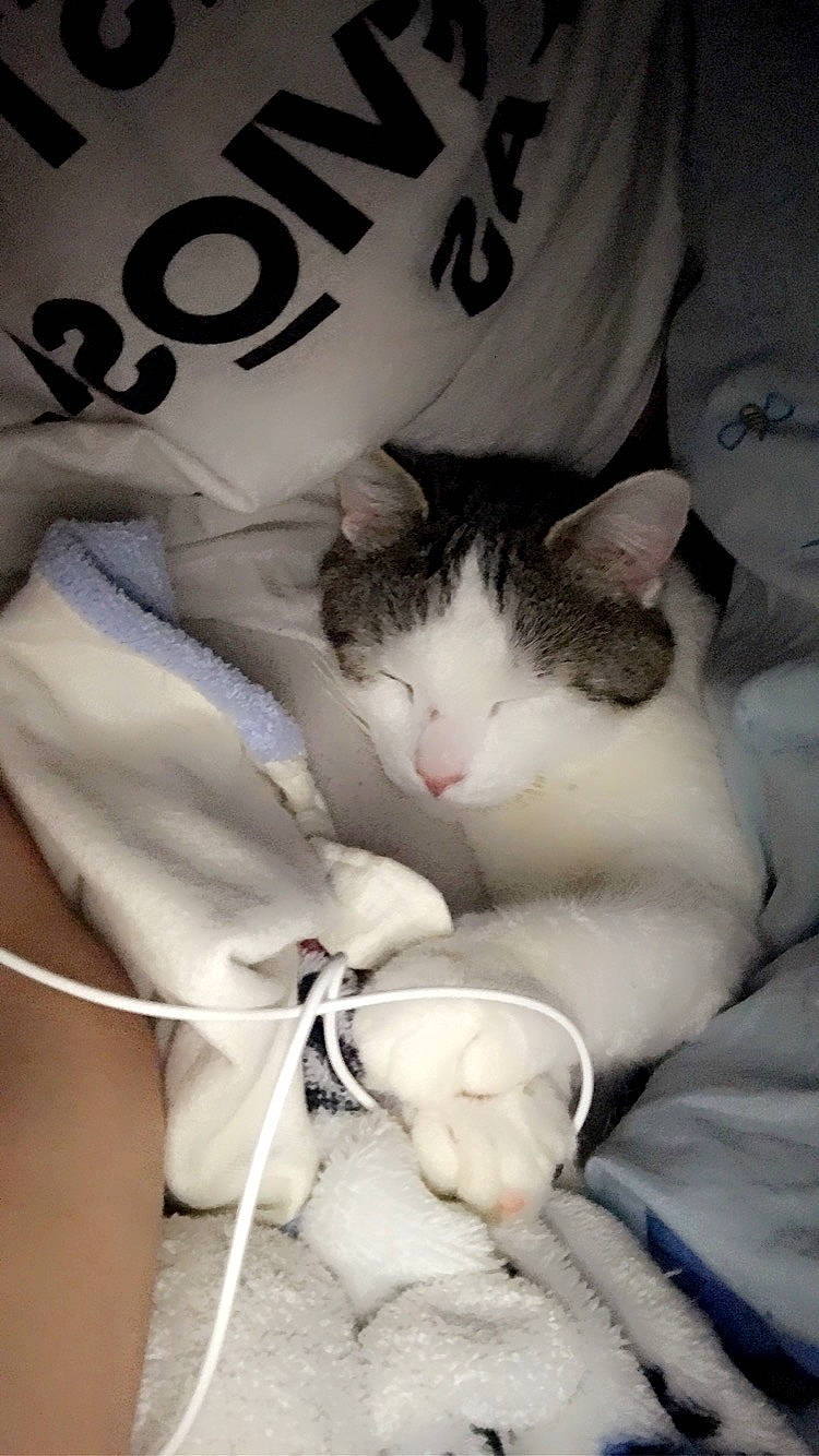 Timon a rejoint le concours — aidez-le/la à gagner de superbes lots ! carnivore, cat, comfort, domestic_short_haired_cat, felidae, formal_wear, fur, linens, love, nap, paw, petal, small_to_medium_sized_cats, tail, whiskers, white