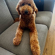 Roksy is registered to the contest to win money with this photo: animal, brown, companion, couch, cozy, curly_hair, cute, dog, domestic, friendly, fur, furniture, home, indoor, looking_at_camera, pet, poodle, relaxed, sitting, wooden_floor