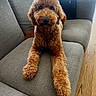 animal, brown, companion, couch, cozy, curly_hair, cute, dog, domestic, friendly, fur, furniture, home, indoor, looking_at_camera, pet, poodle, relaxed, sitting, wooden_floor