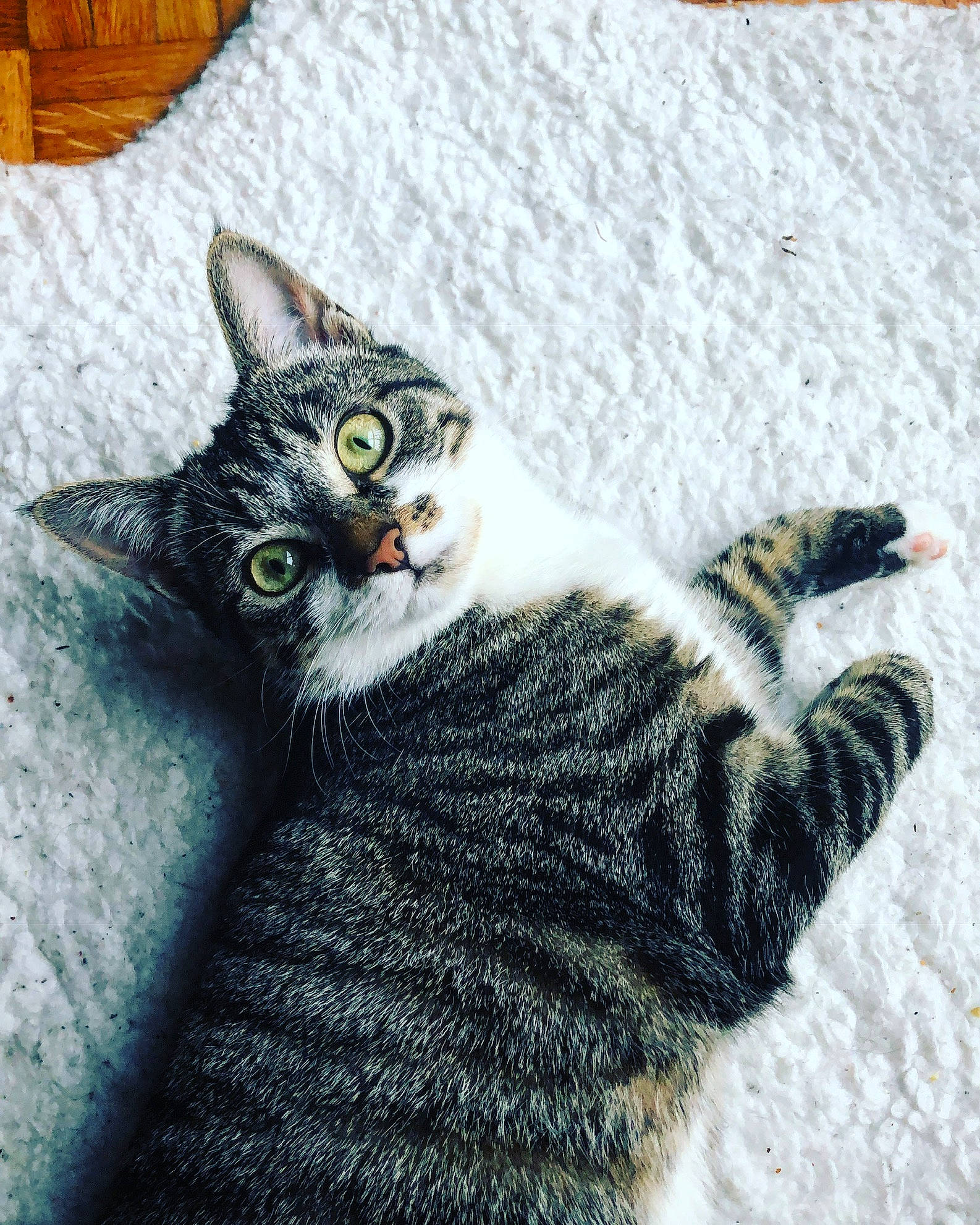 Aki a rejoint le concours — aidez-le/la à gagner de superbes lots ! aegean_cat, american_shorthair, american_wirehair, asian, california_spangled, carnivore, cat, domestic_short_haired_cat, dragon_li, european_shorthair, eye, felidae, fur, kitten, paw, small_to_medium_sized_cats, snout, tabby_cat, tail, whiskers