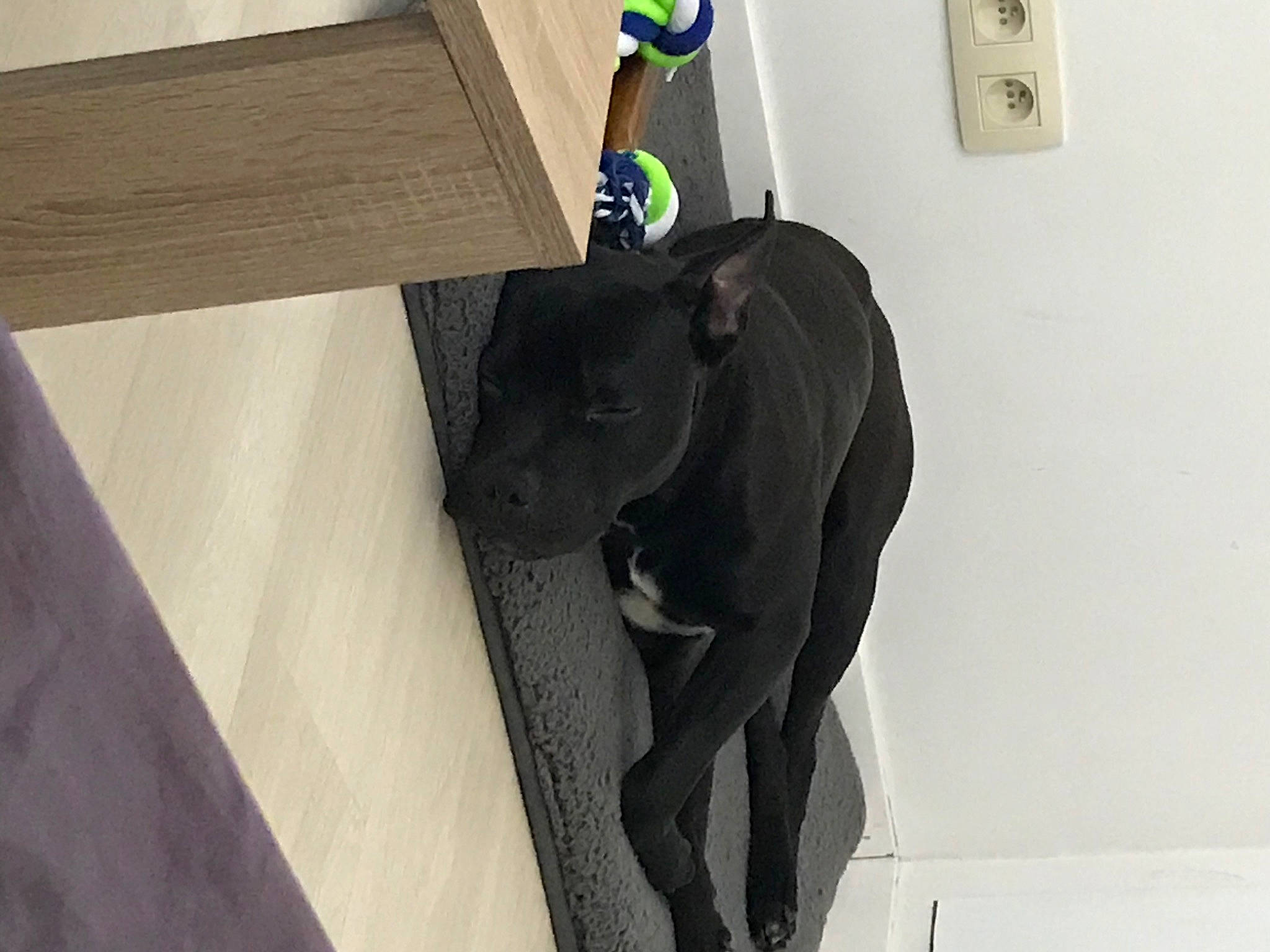 Bosco participe au concours pour gagner de l'argent avec cette photo : canidae, sporting_group