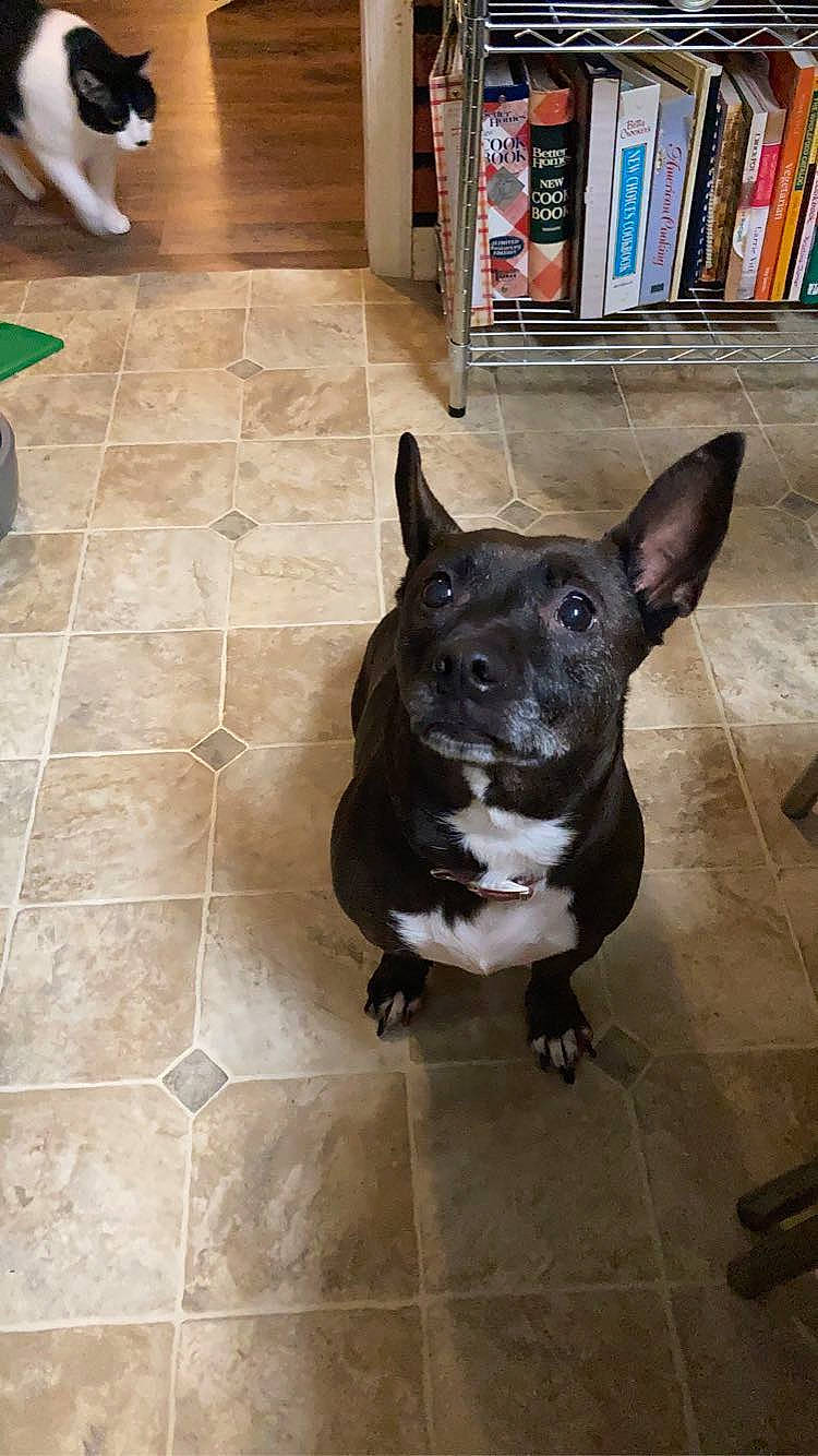 Emma joined the competition — help win amazing prizes! bookcase, carnivore, collar, companion_dog, dog, dog_breed, dog_collar, fawn, felidae, floor, flooring, hardwood, pet_supply, shelf, shelving, snout, tail, tile_flooring, whiskers, working_animal