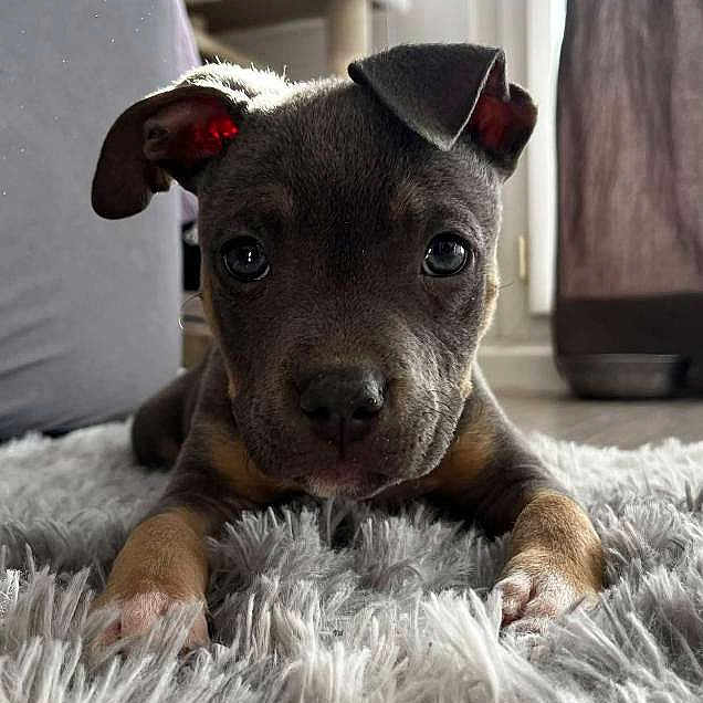 Azula a rejoint le concours — aidez-le/la à gagner de superbes lots ! puppy, dog, indoor, carpet, fluffy_rug, cute, pet, animal, young_dog, ears, eyes, face, floor, home, natural_light, window, curious, lying_down, close_up, cozy