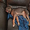 Azula participe au concours pour gagner de l'argent avec cette photo : dog, sleeping, tongue_out, leather_couch, blue_blanket, brown_dog, resting, pet, canine, indoor, cozy, relaxed, animal, fur, paw, cute, nap, comfort, home, living_room