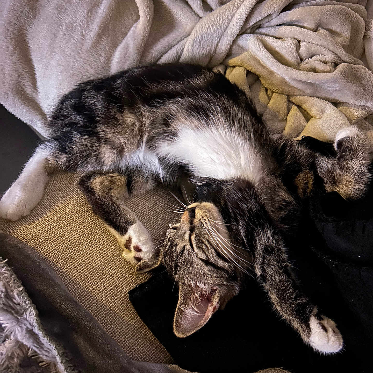 Austin participe au concours pour gagner de l'argent avec cette photo : animal, blanket, cat, comfort, cozy, cute, domestic, fabric, feline, fur, indoor, paw, pet, relaxed, resting, sleeping, soft, stretching, tabby, whiskers