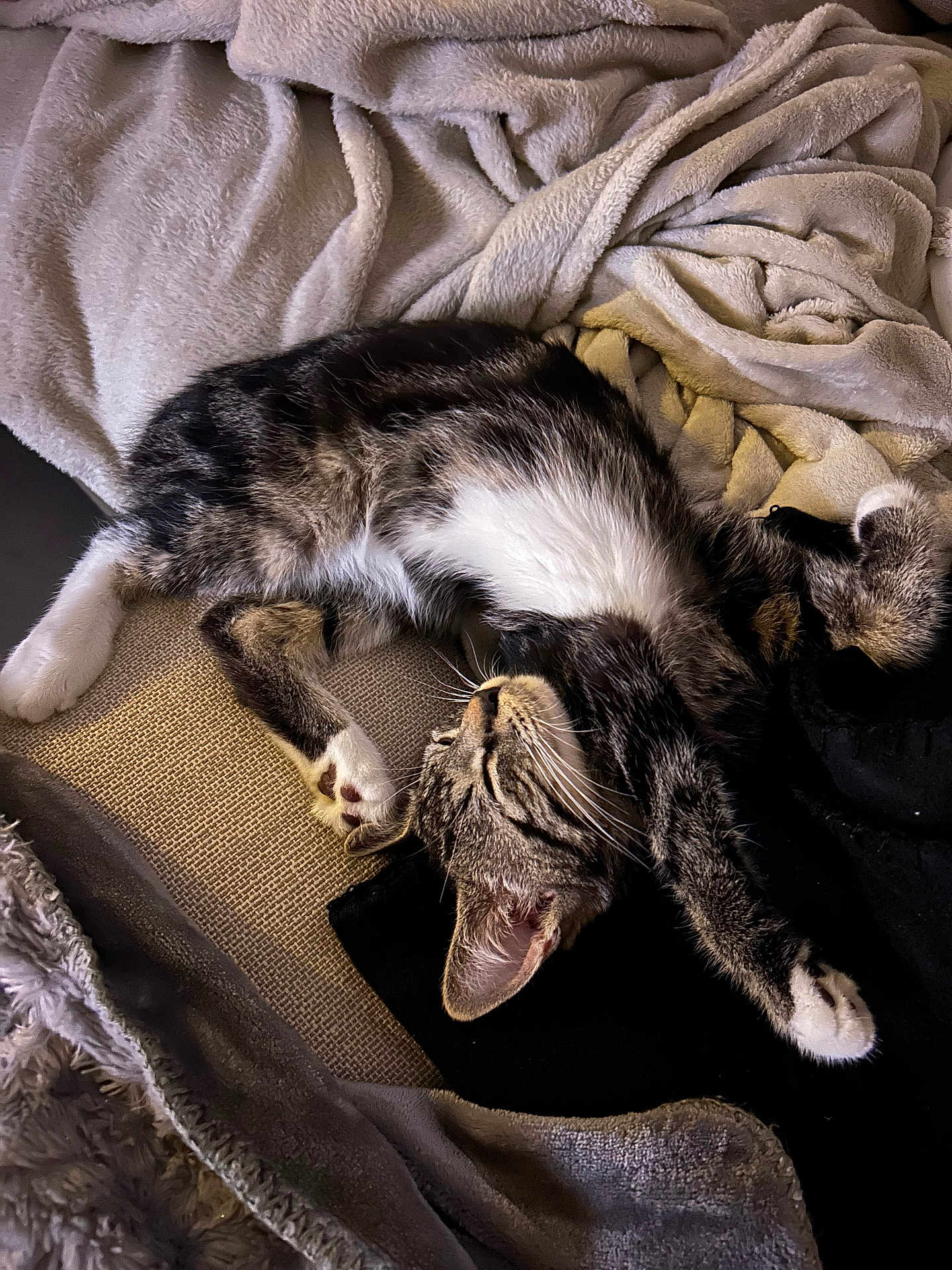 Austin participe au concours pour gagner de l'argent avec cette photo : cat, tabby, sleeping, stretching, blanket, fabric, cozy, indoor, pet, feline, whiskers, paw, relaxed, fur, resting, cute, animal, domestic, soft, comfort