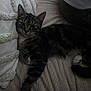 Austin a rejoint le concours — aidez-le/la à gagner de superbes lots ! cat, tabby, pet, feline, couch, pillow, indoor, relaxed, stretching, fur, whiskers, paw, cozy, home, animal, sleepy, comfort, resting, striped, closeup