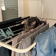 Austin participe au concours pour gagner de l'argent avec cette photo : cat, tabby_cat, clothes, drying_rack, indoor, laundry, curious, feline, household, fabric, blue_jeans, gray_shirt, hanging_clothes, pet, resting, domestic, cozy, window, natural_light, home