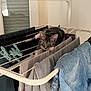 cat, tabby_cat, clothes, drying_rack, indoor, laundry, curious, feline, household, fabric, blue_jeans, gray_shirt, hanging_clothes, pet, resting, domestic, cozy, window, natural_light, home