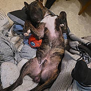 Arès participe au concours pour gagner de l'argent avec cette photo : dog, brindle, lying_down, sleeping, blanket, cushion, toy, indoor, floor, relaxed, pet, fur, paw, snout, resting, cozy, comfort, canine, domestic_animal, sleep