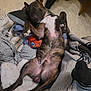 dog, brindle, lying_down, sleeping, blanket, cushion, toy, indoor, floor, relaxed, pet, fur, paw, snout, resting, cozy, comfort, canine, domestic_animal, sleep