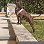 Arès a rejoint le concours — aidez-le/la à gagner de superbes lots ! dog, brindle, harness, bandana, outdoor, garden, greenery, stone_planter, sunlight, shadow, grass, concrete, sidewalk, pet, canine, standing, alert, nature, daylight, animal