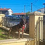 Arès participe au concours pour gagner de l'argent avec cette photo : dog, brindle, harness, wall, yellow_wall, fence, suburban, house, car, blue_sky, sunny, shadow, outdoor, pet, canine, guard, standing, daytime, nature, residential_area
