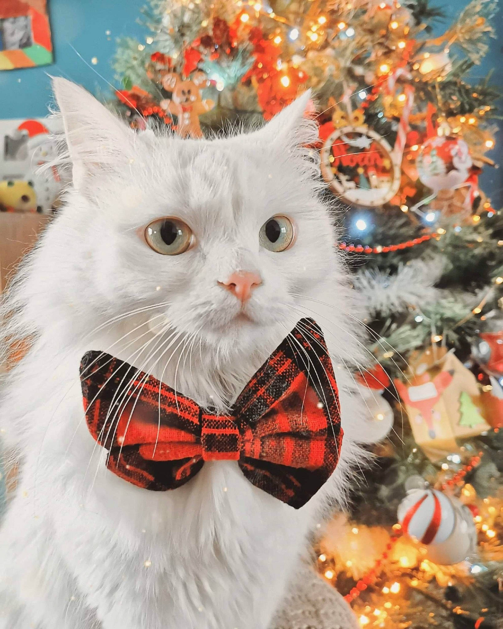 Oly a rejoint le concours — aidez-le/la à gagner de superbes lots ! art, bow_tie, carnivore, cat, christmas, christmas_decoration, christmas_tree, collar, creative_arts, event, fashion_accessory, felidae, fur, happy, holiday, pattern, plant, small_to_medium_sized_cats, snout, whiskers