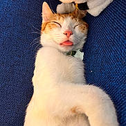 Snufkin is registered to the contest to win money with this photo: cat, sleeping, tongue_out, orange_and_white, couch, plush_toy, collar, pet_tag, whiskers, close_up, cozy, pet, napping, indoor, upholstery, relaxed, paws, face, cute, fur