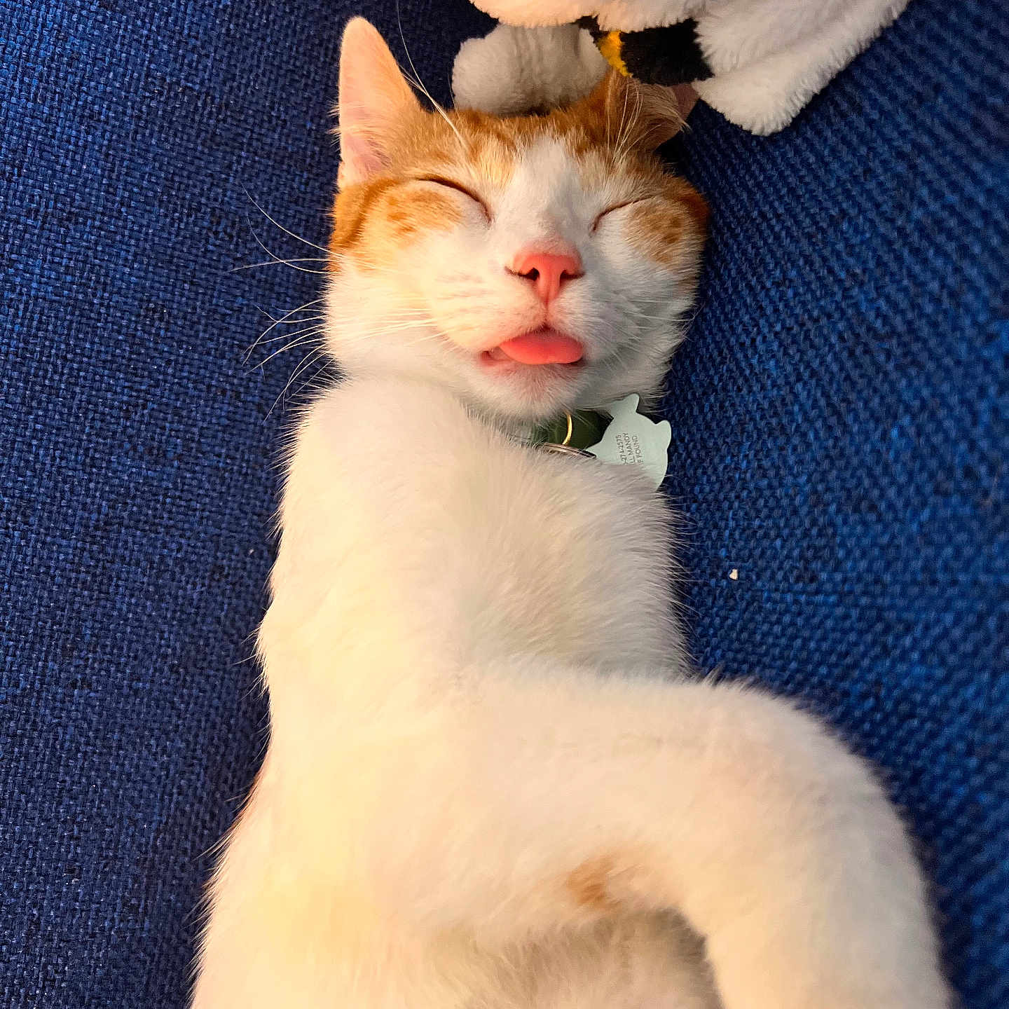 Snufkin is registered to the contest to win money with this photo: cat, close_up, collar, couch, cozy, cute, face, fur, indoor, napping, orange_and_white, paws, pet, pet_tag, plush_toy, relaxed, sleeping, tongue_out, upholstery, whiskers