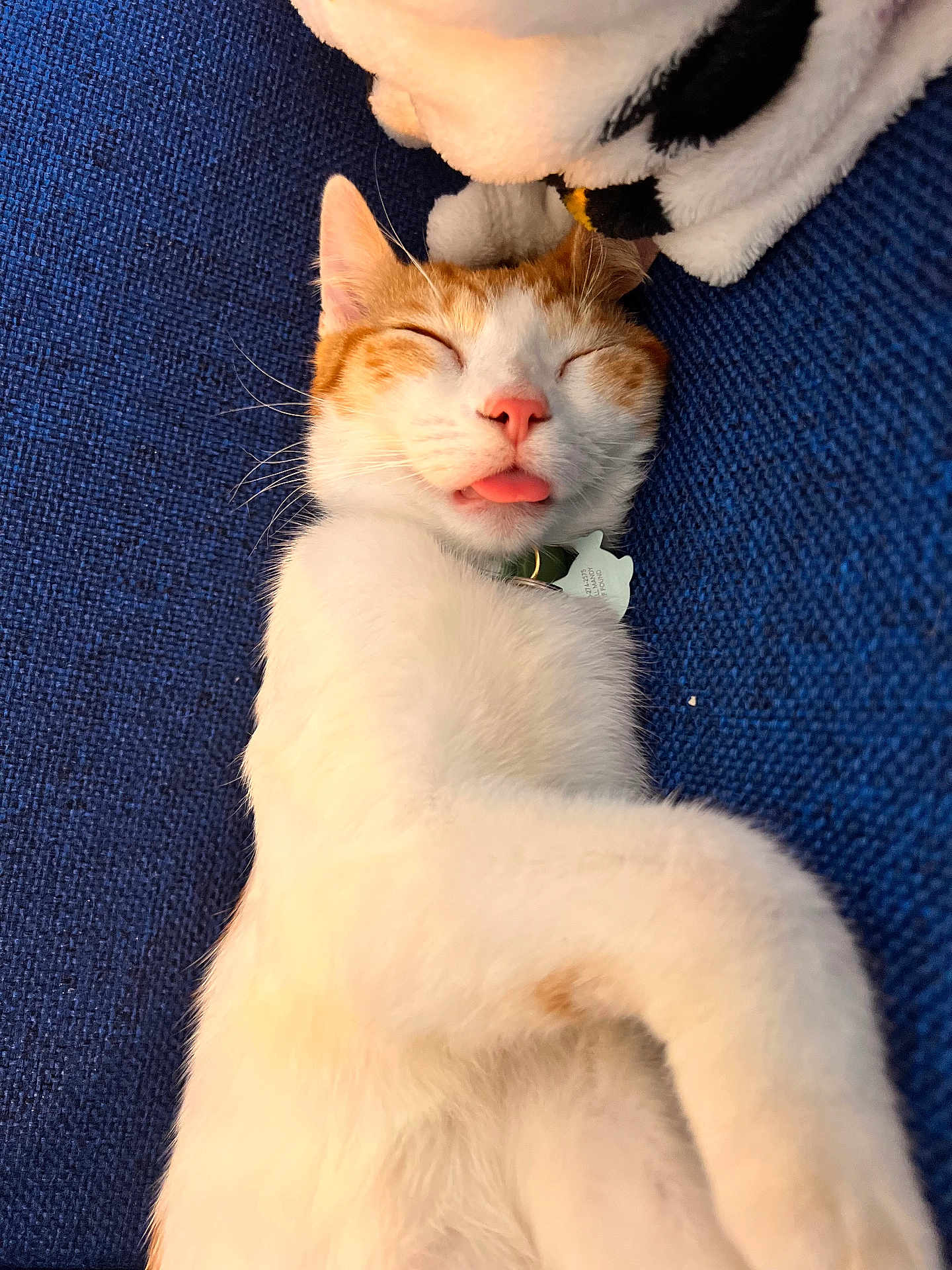 Snufkin is registered to the contest to win money with this photo: cat, sleeping, tongue_out, orange_and_white, couch, plush_toy, collar, pet_tag, whiskers, close_up, cozy, pet, napping, indoor, upholstery, relaxed, paws, face, cute, fur