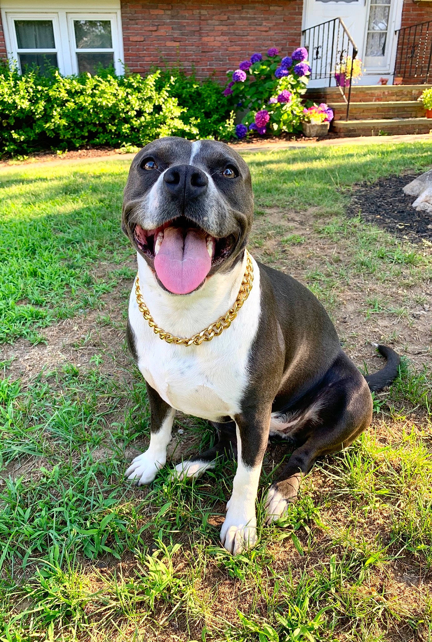 Harley is registered to the contest to win money with this photo: american_bulldog, american_pit_bull_terrier, american_staffordshire_terrier, canidae, carnivore, companion_dog, dog, dog_breed, fawn, grass, mammal, non_sporting_group, pit_bull, plant, rare_breed_dog, snout, sporting_group, staffordshire_bull_terrier, tail, vertebrate