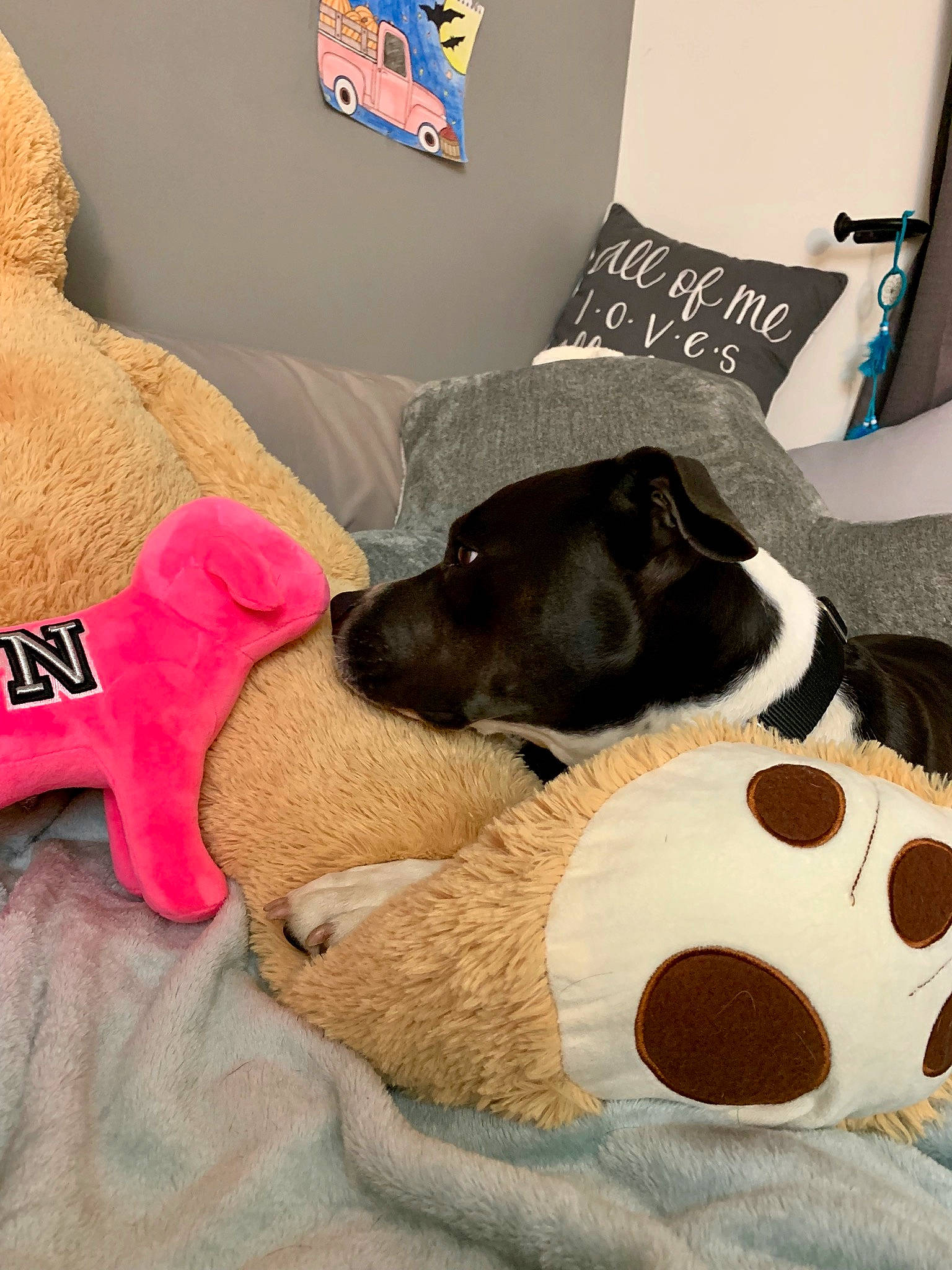 Harley joined the competition — help win amazing prizes! canidae, carnivore, comfort, companion_dog, cushion, dog, dog_breed, dog_toy, furniture, linens, nap, pillow, puppy, rat_terrier, room, snout, stuffed_toy