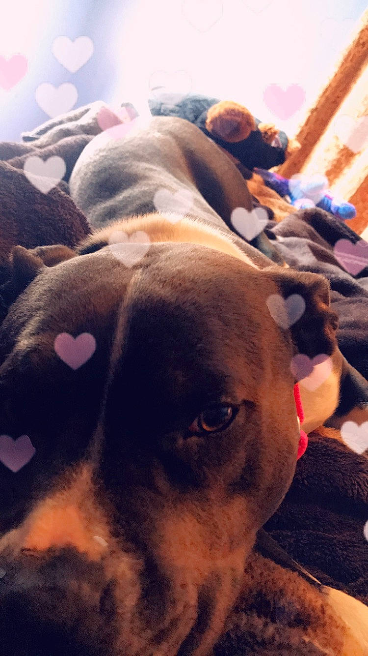 Harley joined the competition — help win amazing prizes! canidae, carnivore, dog, dog_breed, ear, fawn, nose, snout