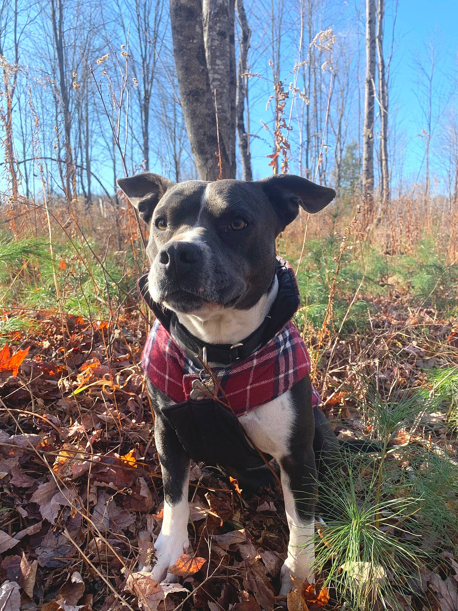 Harley is registered to the contest to win money with this photo: adventure, american_pit_bull_terrier, american_staffordshire_terrier, canidae, carnivore, catahoula_bulldog, dog, dog_breed, fawn, feist, forest, leaf, mammal, mountain_cur, non_sporting_group, plant, snout, sporting_group, tail, tree