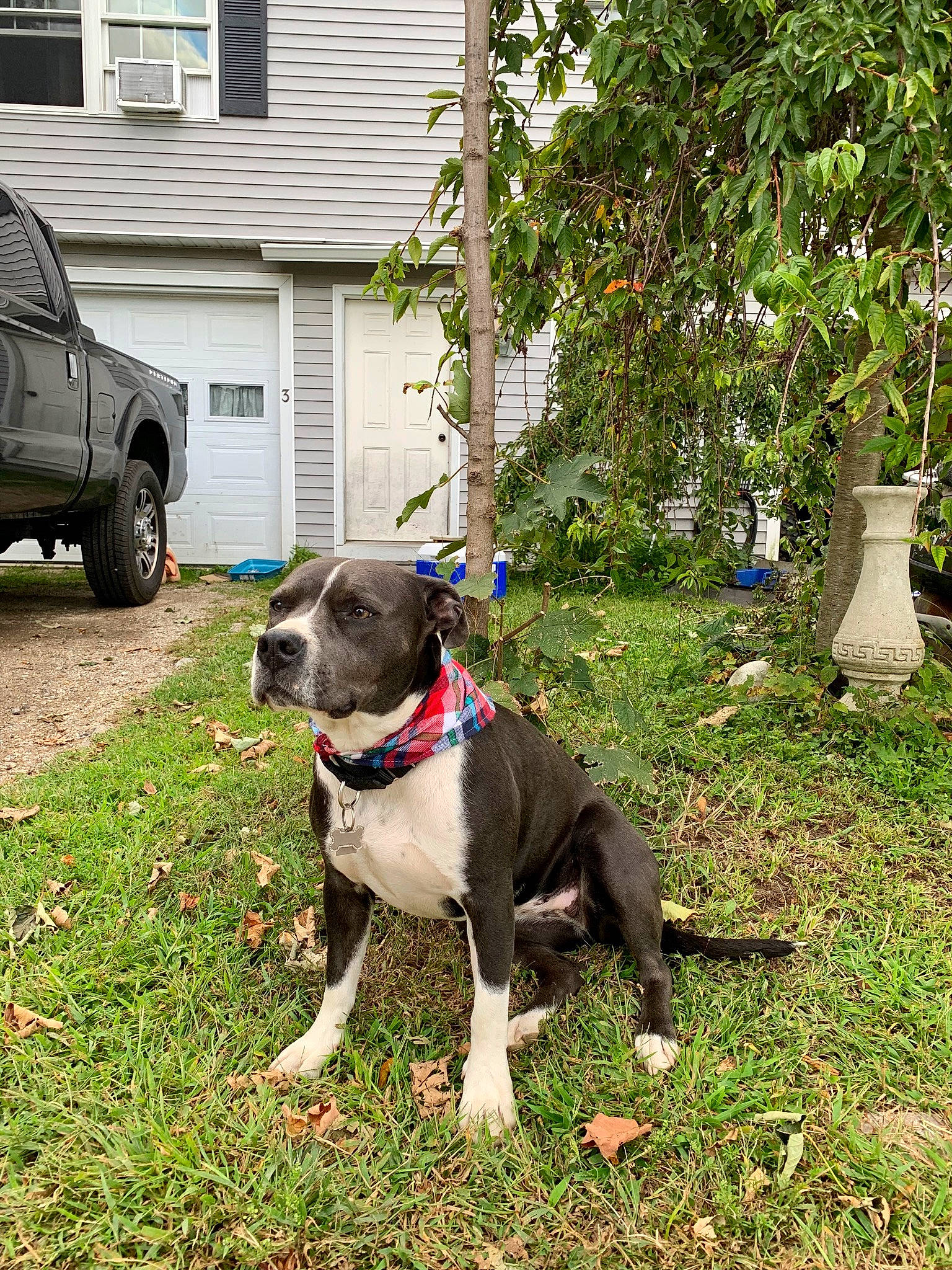 Harley is registered to the contest to win money with this photo: american_bulldog, american_pit_bull_terrier, american_staffordshire_terrier, canidae, carnivore, companion_dog, dog, dog_breed, fawn, mammal, non_sporting_group, pit_bull, rare_breed_dog, snout, sporting_group, staffordshire_bull_terrier, terrier, vertebrate
