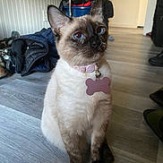 Taylor joined the competition — help win amazing prizes! cat, siamese_cat, blue_eyes, collar, indoor, floor, wooden_floor, pet, animal, sitting, furniture, household_items, clothing, shoes, domestic, cute, alert, whiskers, fur, ears