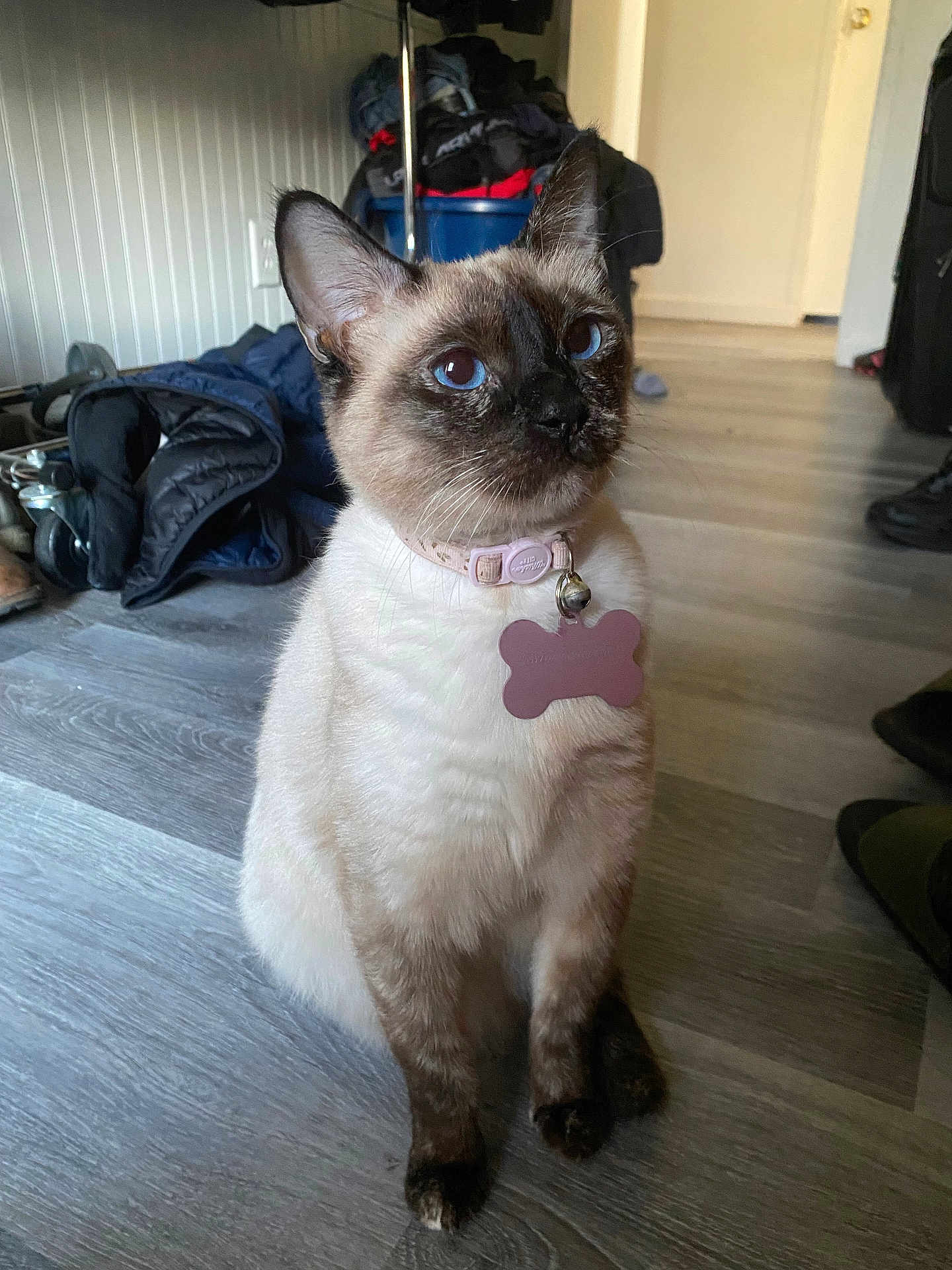 Taylor joined the competition — help win amazing prizes! cat, siamese_cat, blue_eyes, collar, indoor, floor, wooden_floor, pet, animal, sitting, furniture, household_items, clothing, shoes, domestic, cute, alert, whiskers, fur, ears