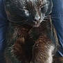 Bubby joined the competition — help win amazing prizes! cat, black_cat, pet, sleeping, close_up, whiskers, fur, paws, lap, human_hand, relaxed, indoor, portrait, feline, domestic_animal, nap, cozy, cute, black_fur, companion
