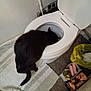 cat, black_cat, toilet, bathroom, toilet_seat, bathmat, trash_bag, trash, tile_wall, drinking, pet, cat_tail, indoor, carpet, open_lid, white_ceramic, floor, humor, messy, domestic