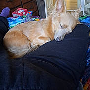 Freya Diamond Ayala joined the competition — help win amazing prizes! dog, sleeping, lap, indoor, blanket, furniture, dresser, fan, cozy, relaxed, pet, brown_dog, ears, resting, home, person, clothing, floor, colorful, comfort