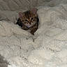 Snickers is registered to the contest to win money with this photo: animal, blanket, cat, collar, comfort, cozy, curious, cute, feline, fur, indoor, kitten, pet, resting, sleepy, small, soft, tabby, warm, young