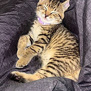 Snickers joined the competition — help win amazing prizes! adorable, animal, blanket, cat, cozy, cute, domestic_cat, feline, fur, indoor, kitten, paw, pet, relaxation, resting, sleeping, soft, tabby, whiskers, young