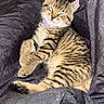 adorable, animal, blanket, cat, cozy, cute, domestic_cat, feline, fur, indoor, kitten, paw, pet, relaxation, resting, sleeping, soft, tabby, whiskers, young