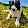 Waly a rejoint le concours — aidez-le/la à gagner de superbes lots ! animal, black_and_white, border_collie, canine, closeup, daylight, dog, eyes, field, friendly, fur, grass, lying_down, mammal, nature, outdoor, pet, portrait, relaxed, sunny