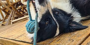 Waly participe au concours pour gagner de l'argent avec cette photo : animal, black_and_white, canine, chewing, close_up, daylight, dog, fur, happy, nature, outdoor, paw, pet, playful, relaxed, rope_toy, tongue, toy, wooden_chair, wooden_deck