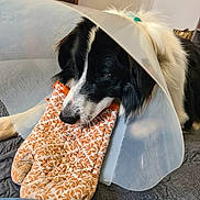 Waly participe au concours pour gagner de l'argent avec cette photo : animal, bedspread, black_and_white, blanket, canine, chewing, close_up, cone, cute, dog, domestic, fabric, fur, household, indoor, muzzle, oven_mitt, pet, protective_collar, resting