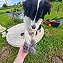 Waly participe au concours pour gagner de l'argent avec cette photo : animal, black_and_white, brush, clouds, daylight, dog, fur, garden, grass, greenery, hand, lawnmower, nature, outdoor, paw, pet, shedding, sky, summer, table